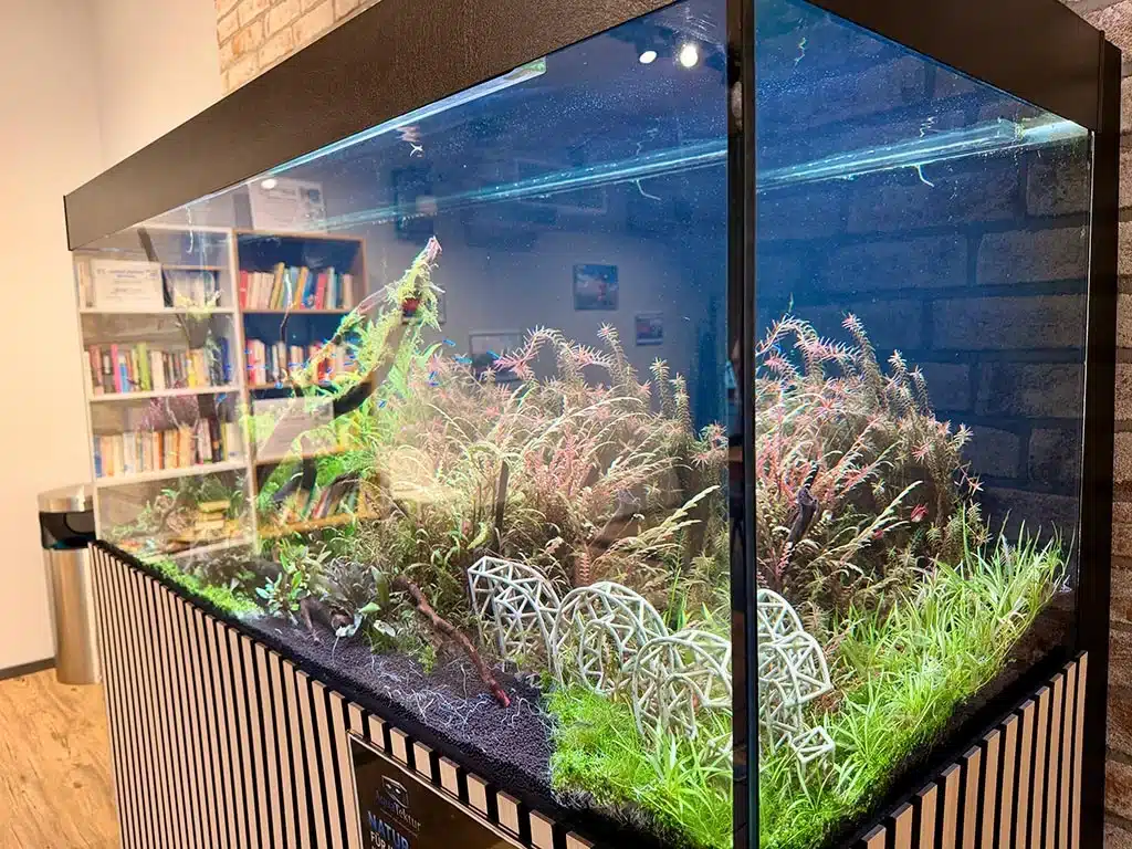 Freiraum Naturaquarium Freiraum Naturaquarium Nahaufnahme mit Fischen im DollartCenter Emden